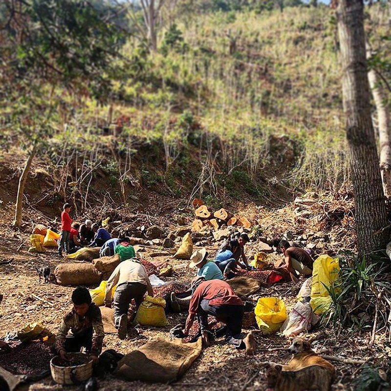 San Jose Farm El Salvador Coffee Harvest