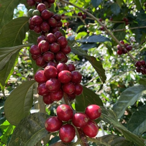 Bourbon Coffee Variety