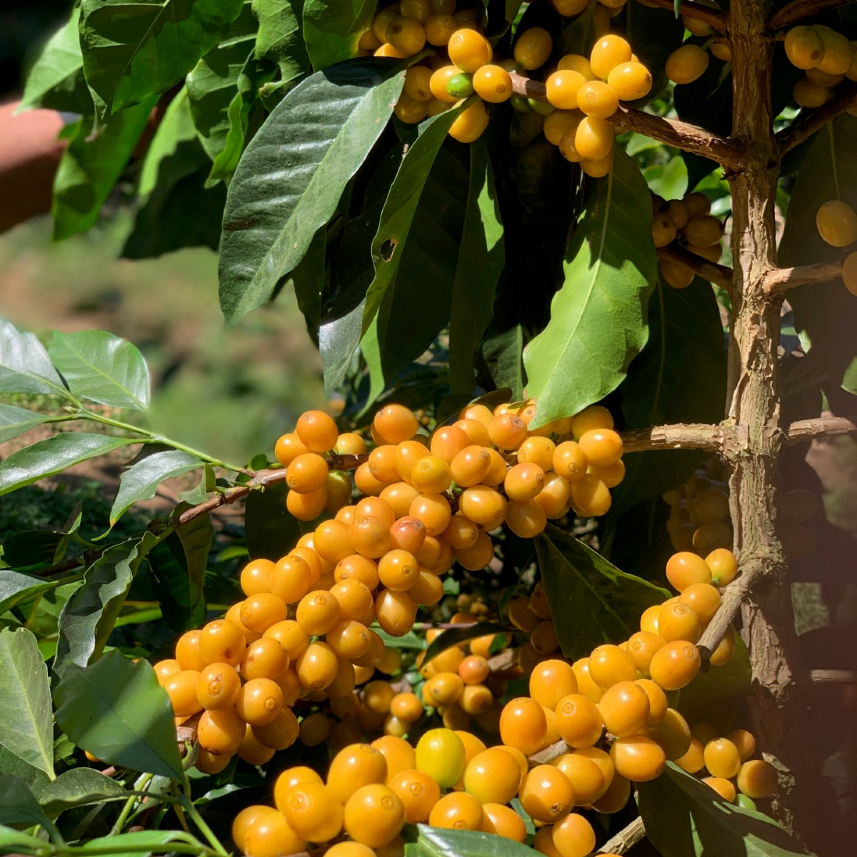 Icatu Amarillo Coffee Variety