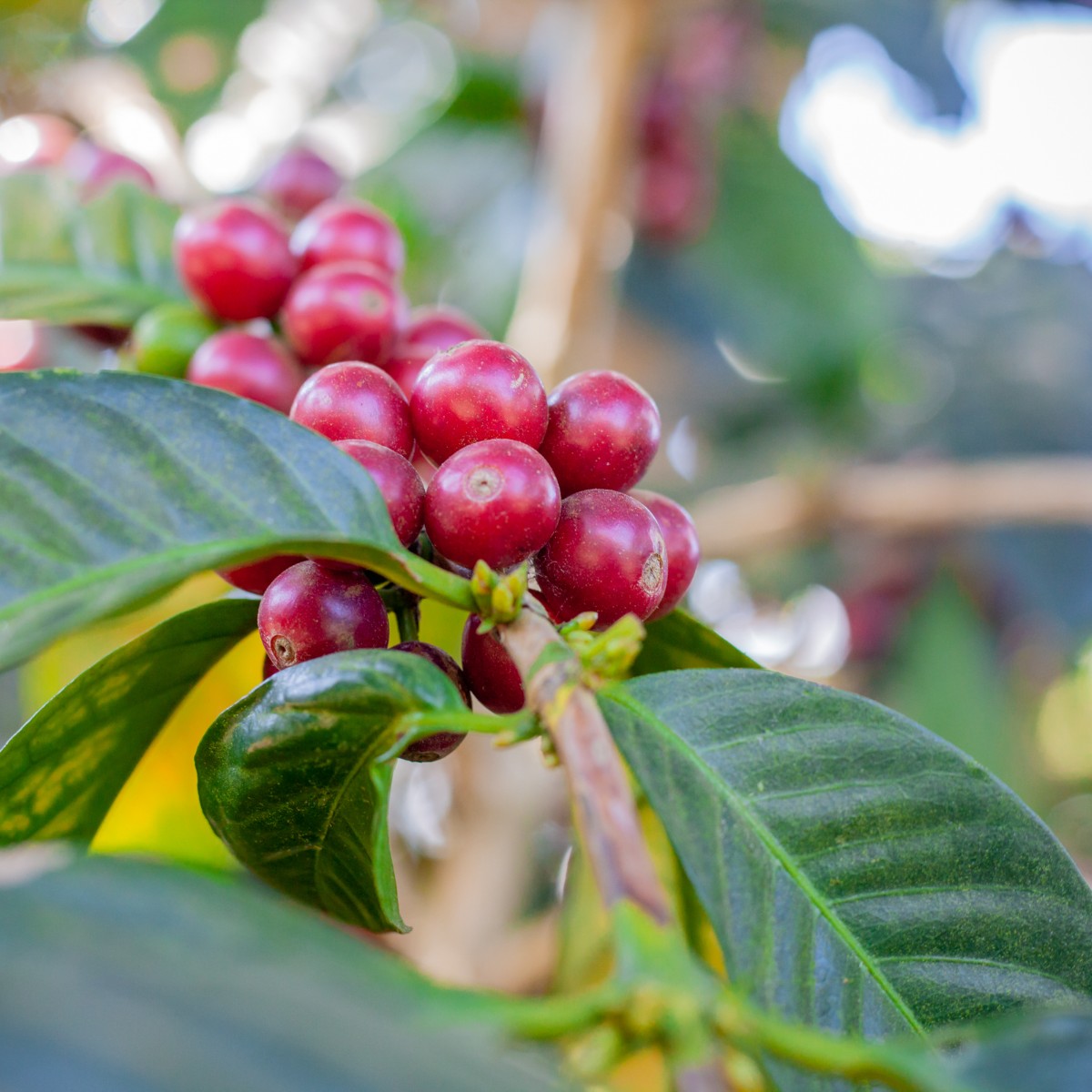 Kenya Coffee Variety