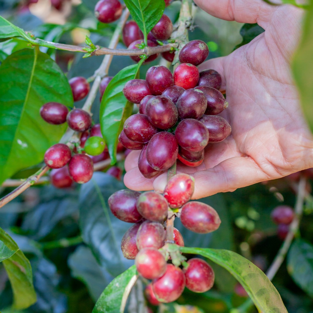 Pacamara Coffee Variety